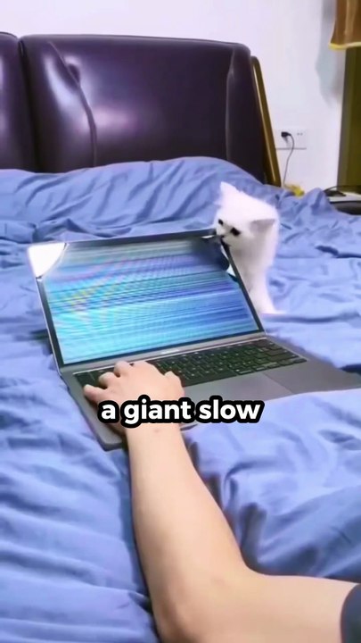 10 Amazing Facts About Cats #facts #amazingfacts #cats #catfacts #catvideos #ytshorts #shorts