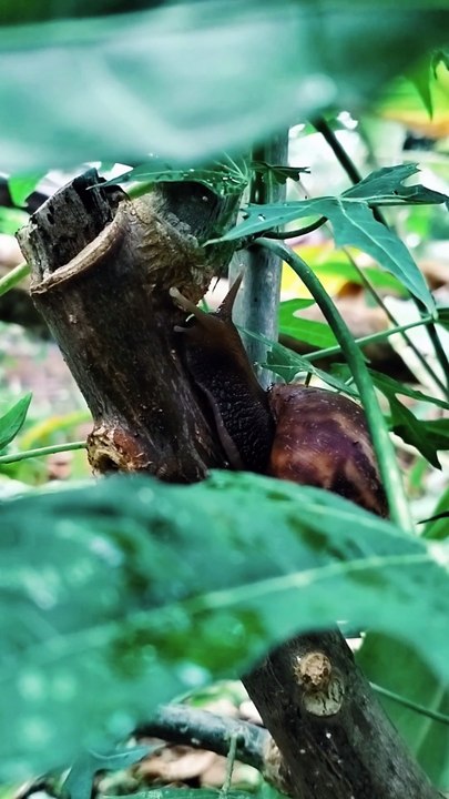 SNAIL ON TREE BRANCH