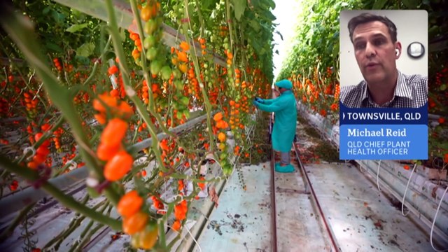 Queensland farmers urge home gardeners to be vigilant as tomato virus strategy shifts