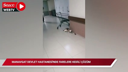 Hastanedki hijyen skandalına ilginç çözüm: Başhekim farelere karşı kedi aldı