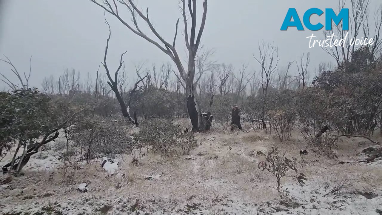 The chilly mystery of Kiandra's 'cattle in the snow gums'