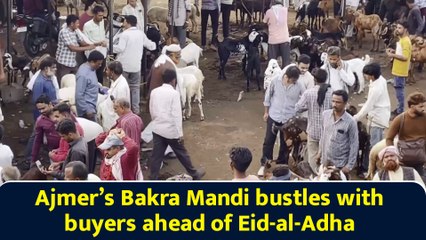 Ajmer’s Bakra Mandi bustles with buyers ahead of Eid-al-Adha