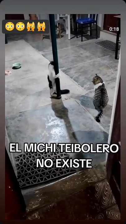 Ni modo Michi tiene que comer 😿