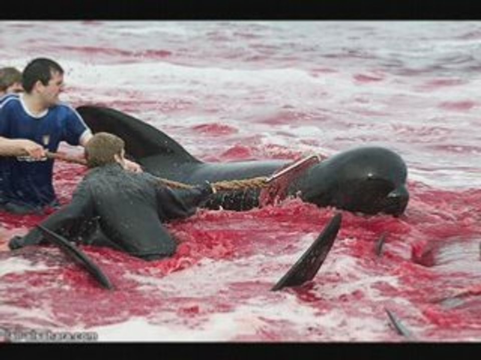 Arrêtons le carnage !!!