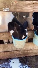 THIS COW REALLY  LOVES HIS MILK