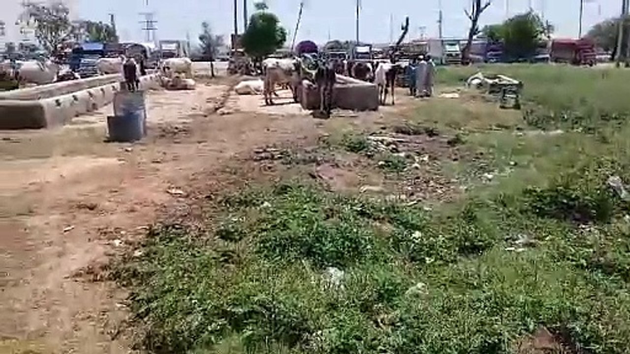 Beautifull Bulls/Qurbani Bulls/Chakbeli Morh Mandi/Main GT Road/Desi Bulls/Sahiwal Bulls/Dajli Bulls