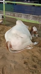 گائے کی قربانی - عید کی خاص ویڈیو 🎉#qurbani #eidmubarak #cow #islamicshorts