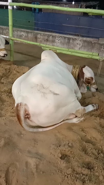گائے کی قربانی - عید کی خاص ویڈیو 🎉#qurbani #eidmubarak #cow #islamicshorts