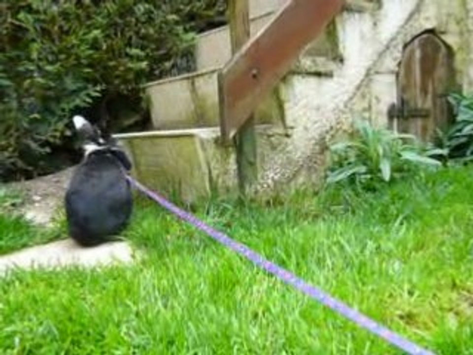 Bounty et Laina dans le jardin