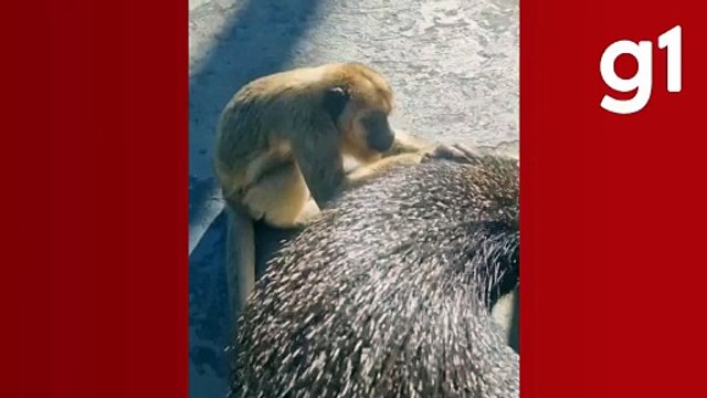 Dupla improvável: amizade entre macaco e cateto chama atenção em pousada de MT; vídeo