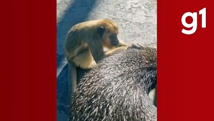 Dupla improvável: amizade entre macaco e cateto chama atenção em pousada de MT; vídeo