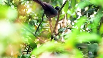 BEAUTIFUL BIRDS FOUND IN KALIMANTAN