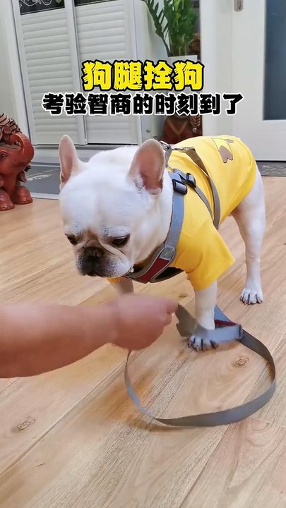 funny pets202506021