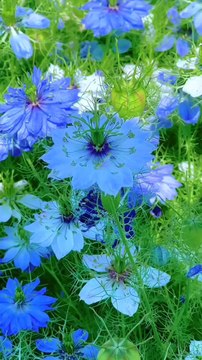 Aquatic plants have various important functions in aquatic ecosystems. They act as primary producers, absorb pollutants, produce oxygen, and provide habitat for various organisms.(Like and Follow guys)