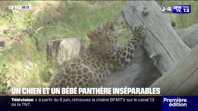 Insolite: ce chien et ce bébé panthère sont devenus inséparables