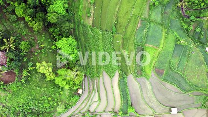 Aerial Shot Of Agricultural Rice Fields, Bali Farming Landscape