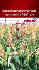 अकोल्यात ज्वारीच्या कापणीवेळी दिसला कोब्रा..शेतकऱ्यांचा उडाला थरकाप