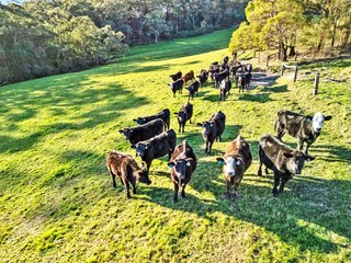 Eagle Rock farm at Fish Creek offers high rainfall grazing.