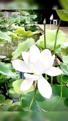 Aquatic plants have special adaptations such as wide leaves which function to increase the rate of evaporation, so they can live in aquatic environments (Like and Follow)