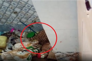 घर के बाथरूम में घुसा तेंदुआ