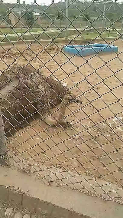Sounds of Animals and birds, Ostrich #birds #nature #beautiful #goviral #zoo #Ostrich