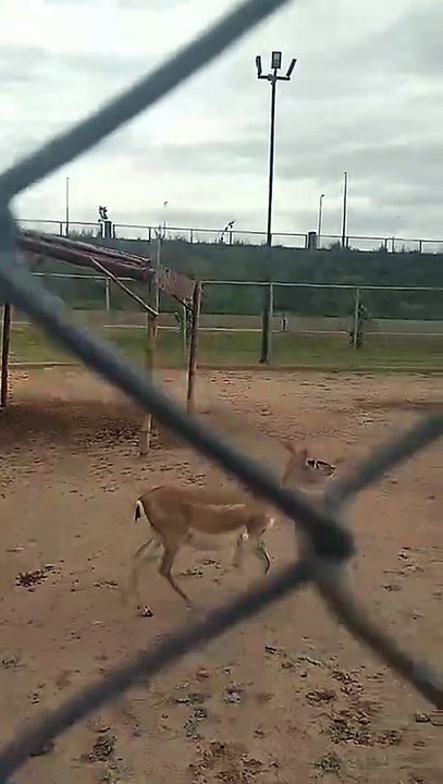 Deer , sounds of birds and animals,  #animals #deer # wildlife #travel