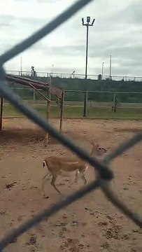 Deer , sounds of birds and animals, #animals #deer # wildlife #travel