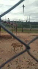 Deer , sounds of birds and animals,  #animals #deer # wildlife #travel