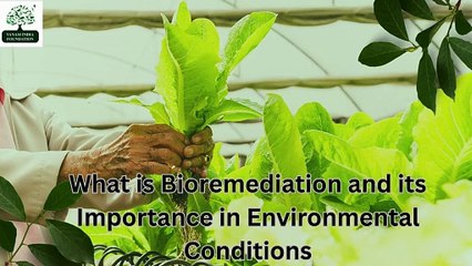 What is Bioremediation and its Importance in Environmental Conditions
