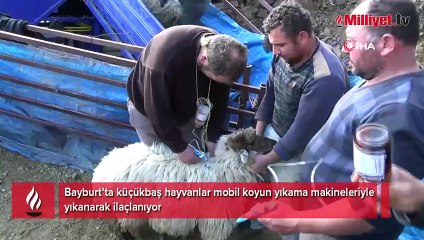 Küçükbaş hayvanlar mobil koyun yıkama makineleriyle yıkanıyor