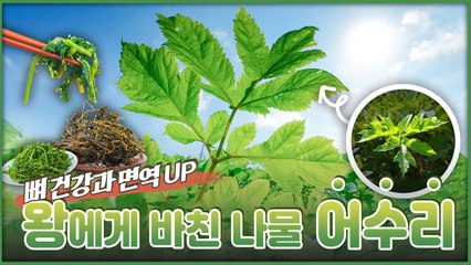 산이 주는 보물, 우리 임산물 숲푸드 – 5편 어수리 / YTN