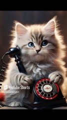 No No No baby cat 🤣😹Don't say that .....Watch till End!