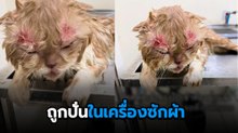 สัตวแพทย์ ฝากเตือนเป็นอุทาหรณ์ แมวโดนซักพร้อมผ้า