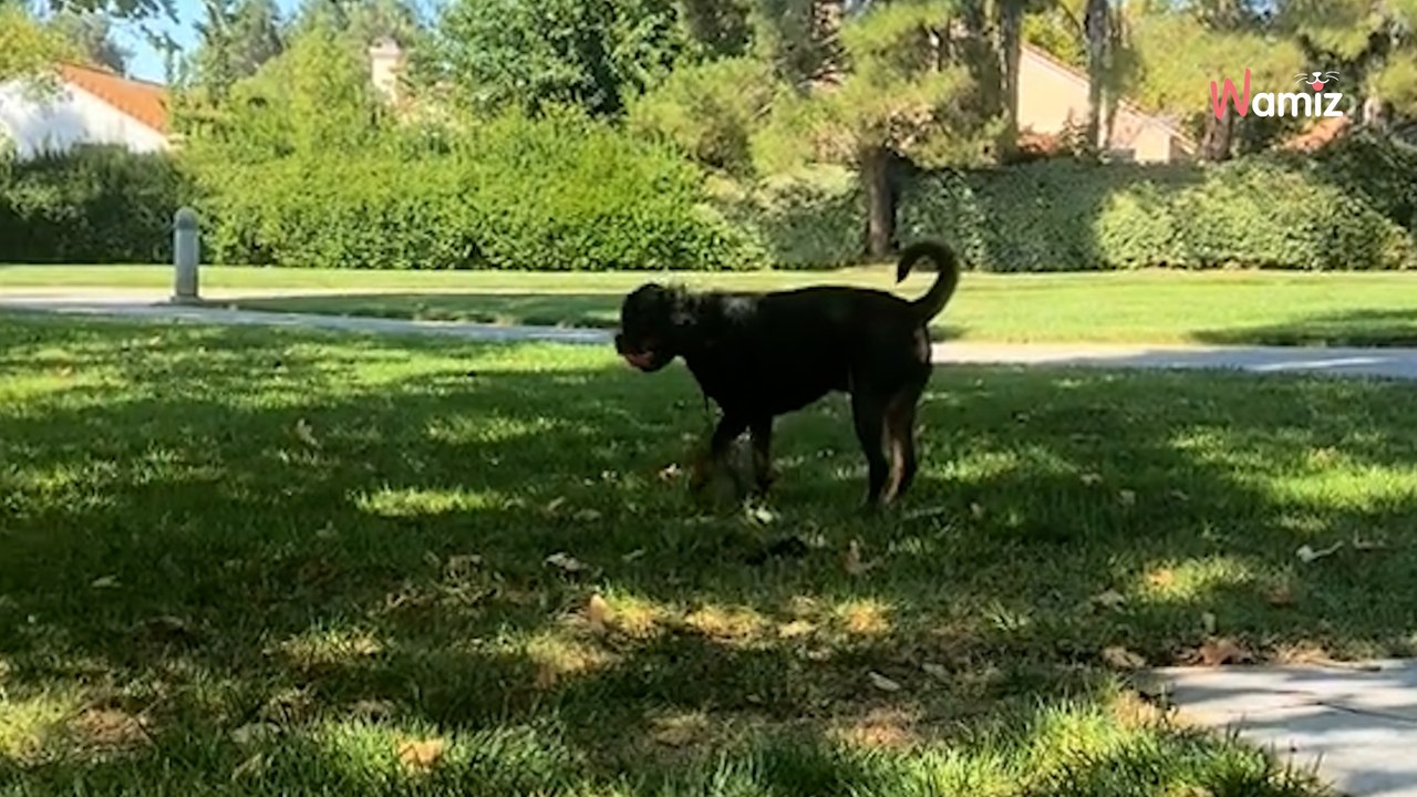 Niemand wollte diesen humpelnden Welpen: Zwei Jahre später ist er nicht wiederzuerkennen (Video)