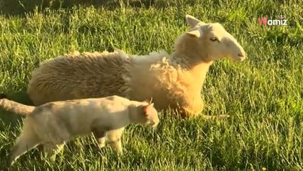 Le chat se promène dans un champ : elle croit halluciner en découvrant qui est son « meilleur ami » (vidéo)