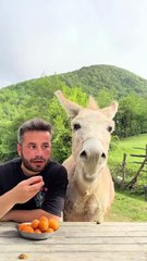 Manger des abricots avec son âne