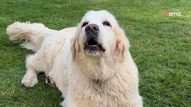 Ce toutou retrouve quelque chose de très précieux après 14 ans : 518,9K internautes sont bluffés (vidéo)