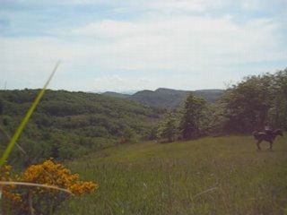 Kahlia galop dans le pré 2