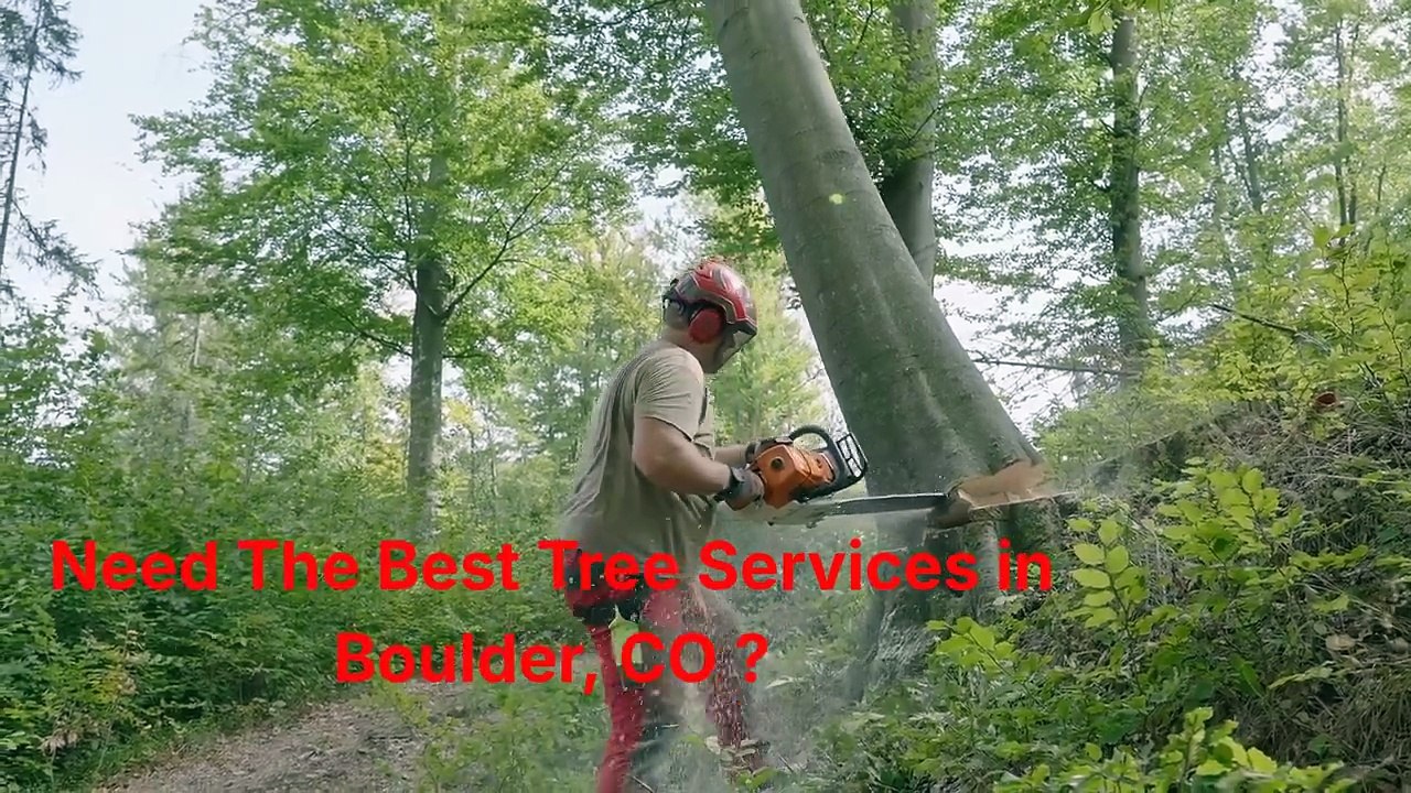 Patriot Tree Company INC. : Tree Services in Boulder, CO