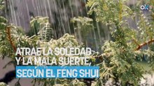 Ni se te ocurra tener esta planta dentro de casa: atrae la soledad y la mala suerte, según el Feng Shui