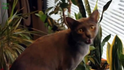 CUTE ANIMALS : CUTE CATS MEOW COMPILATION