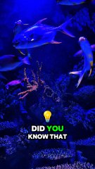 Did you know that some species of deep-sea fish,