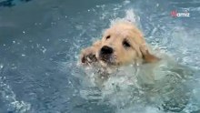 Golden-Retriever-Welpe lernt schwimmen: Seine ersten Schritte begeistern Hunderttausende