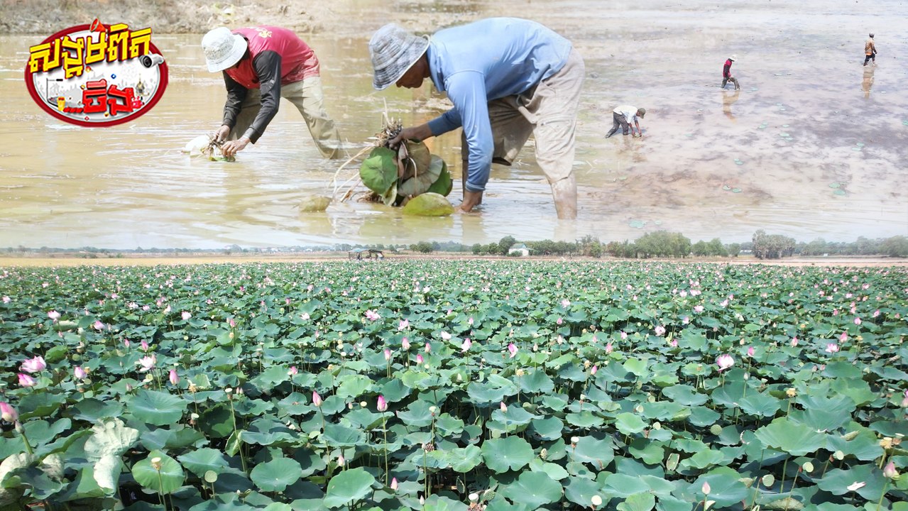 75.មិនទុកដីទំនេរ​ ឈូកក៏ដាំ ស្រែក៏ធ្វើ