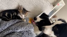 Border Collies bekommen ein Kätzchen: Die Reaktion der Hunde spricht Bände