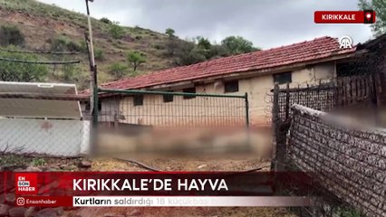 Kırıkkale’de kurt saldırısı: 18 küçükbaş hayvan telef oldu