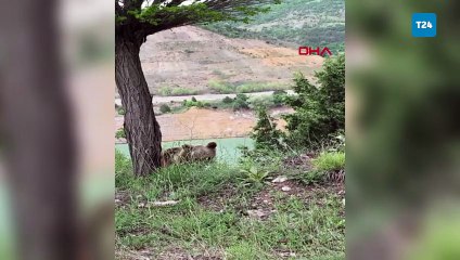 Yiyecek arayan yavru ayı kamerada