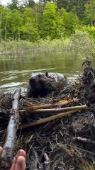 Beaver Builds Makeshift Dam in Pond While Two People Observe