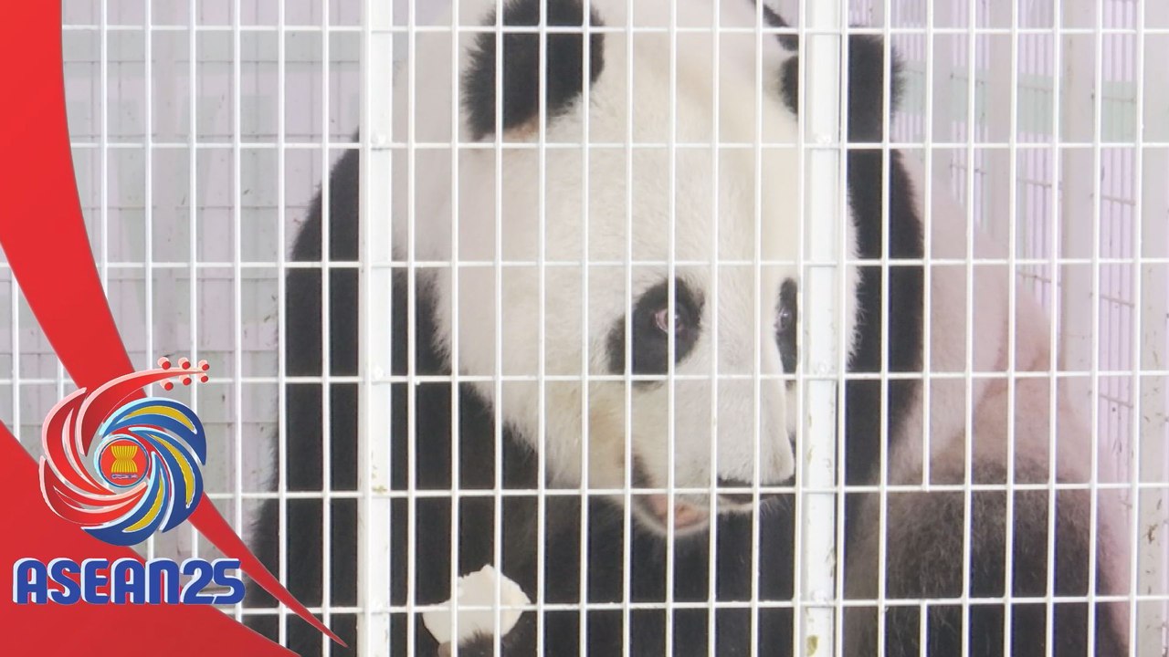 Zoo Chiang Mai sedia sambut dua panda baharu dari China