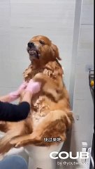 🤣🤣🤣Funny Videos - Funniest Kittens - Cats And